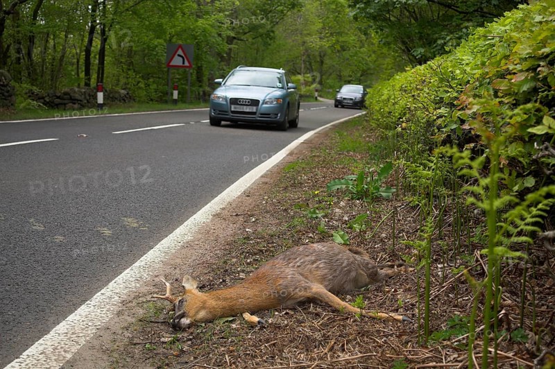 Roe deer