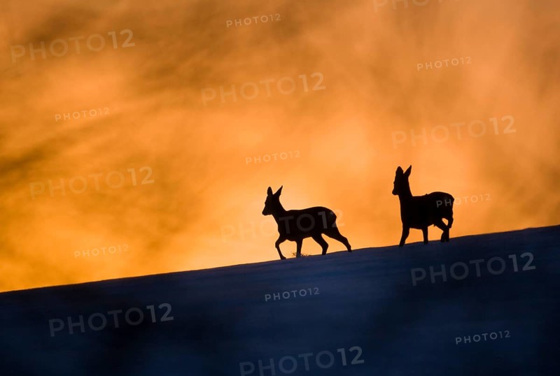 Roe Deer