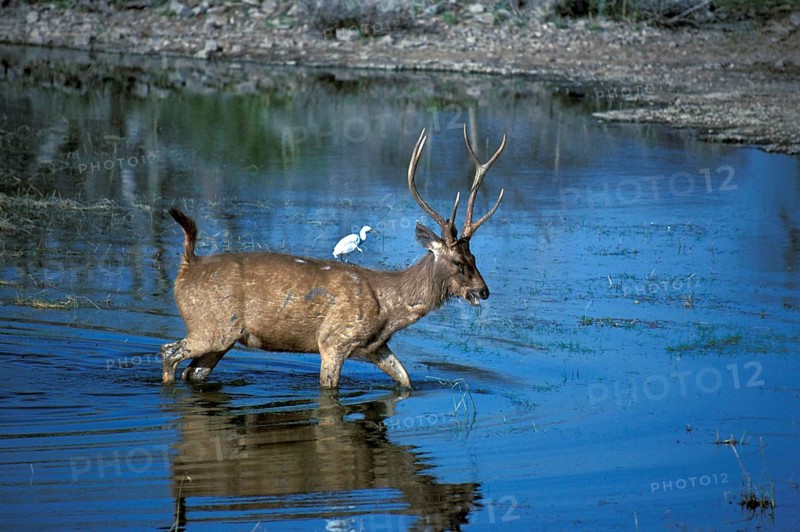 Sambar Deer