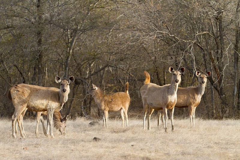 Sambar deer