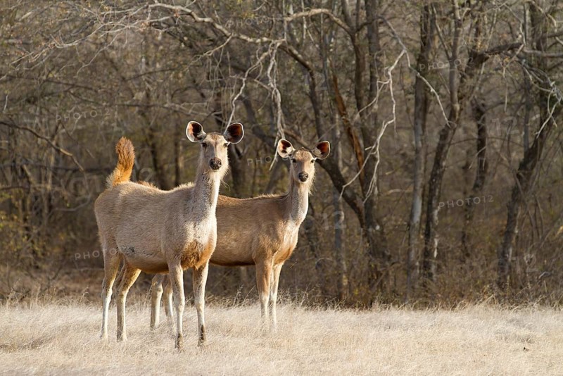 Sambar deer