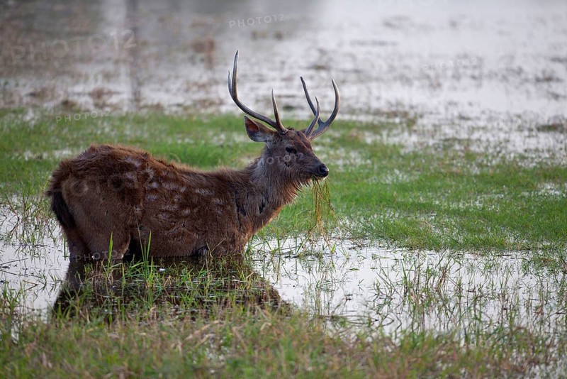 Sambar deer