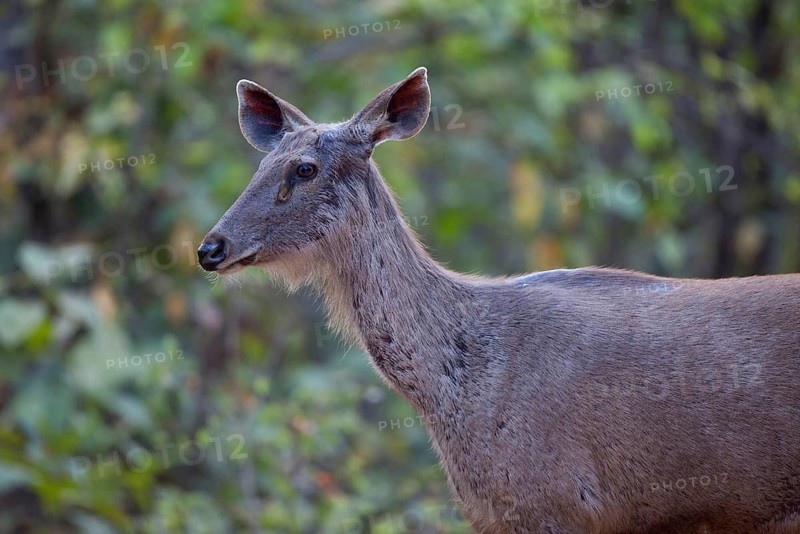 Sambar deer