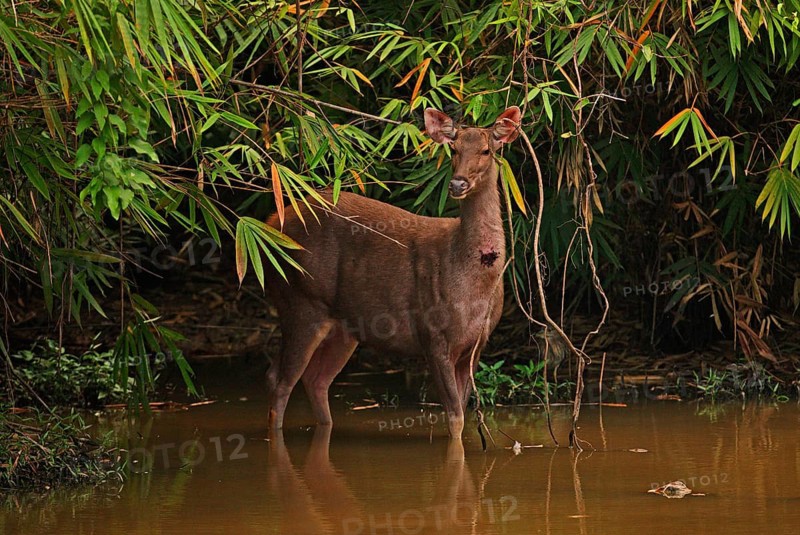 Sambar deer