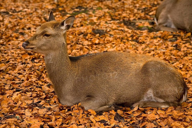 Sika Deer