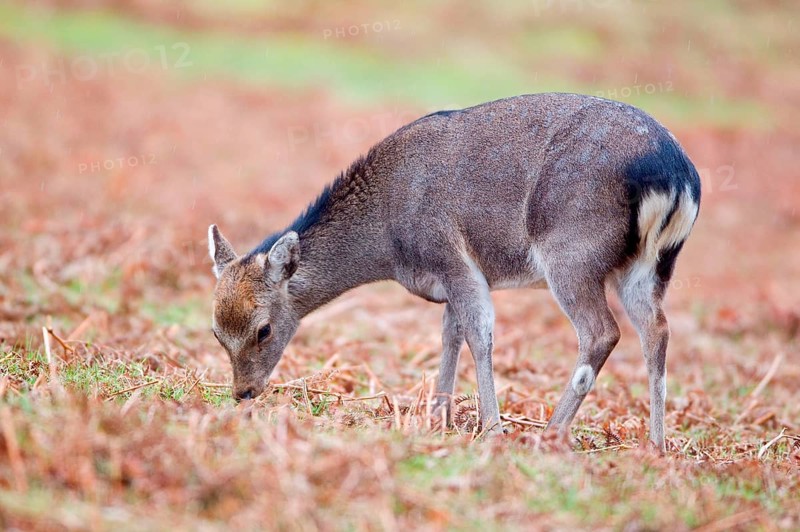 Sika deer
