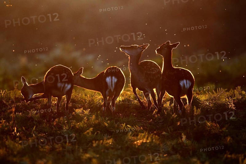 Sika Deer