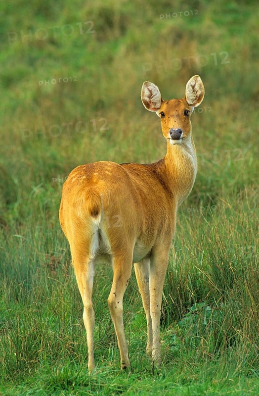 Barasingha