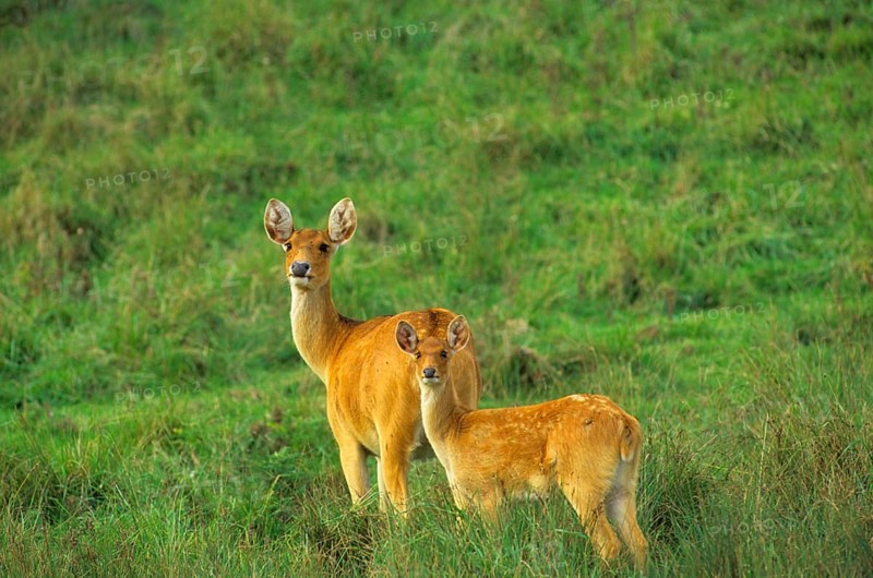 Barasingha
