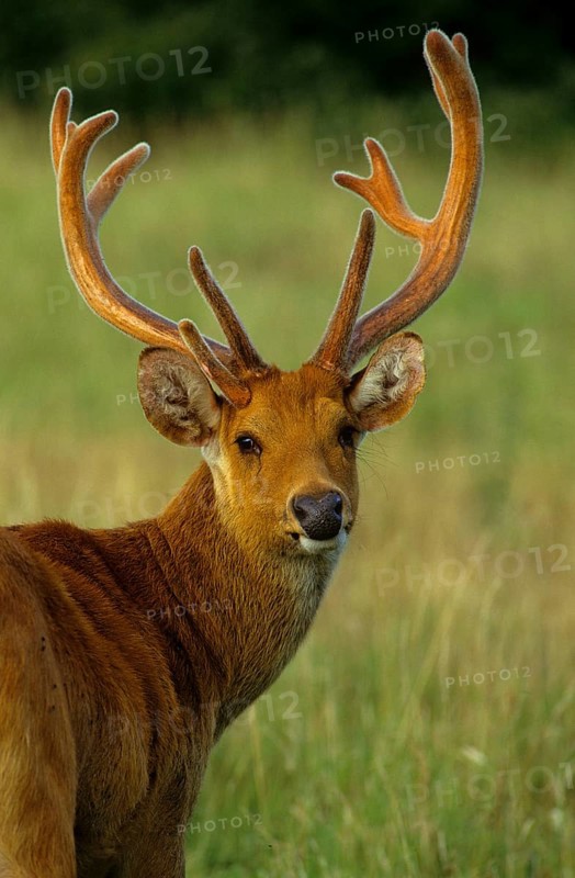 Barasingha