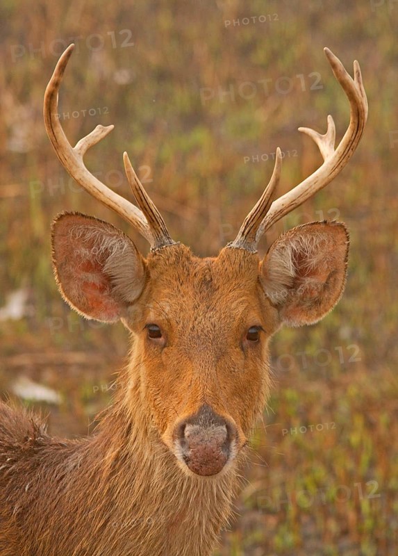 Swamp deer