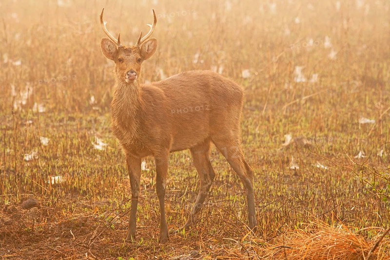 Swamp deer