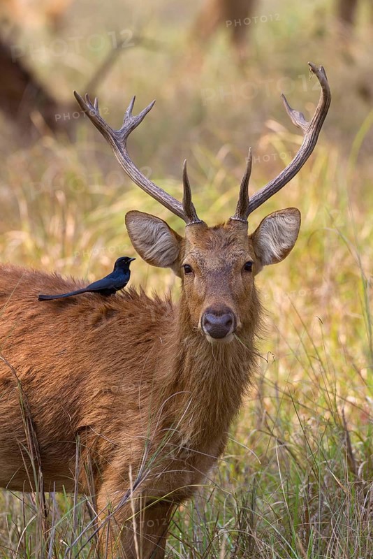 Marsh deer