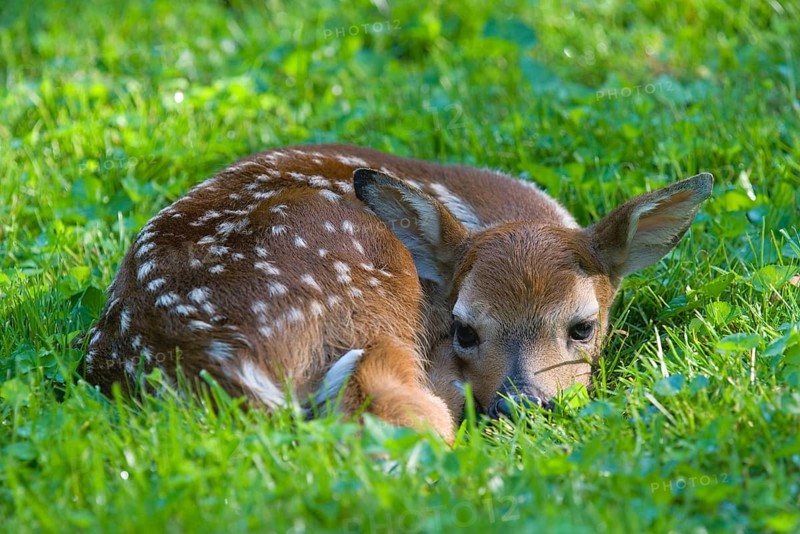 White-tailed Deer