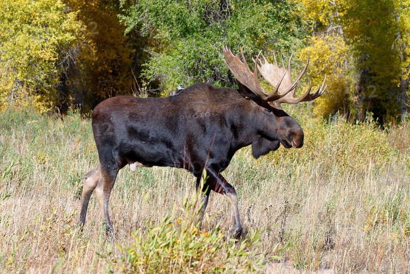 Elks
