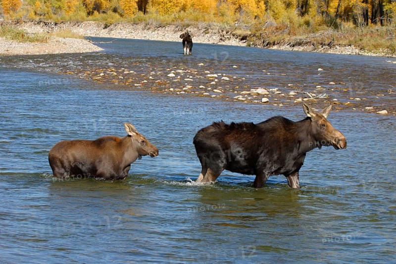 Elks