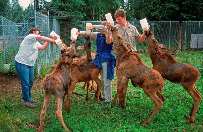 American Moose
