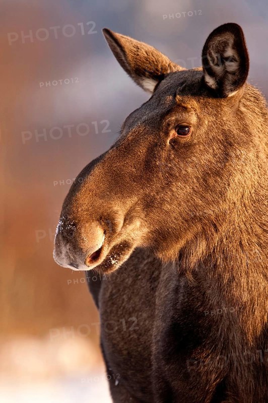 Eurasian elk