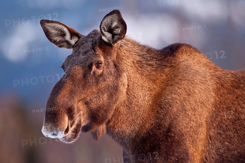 Eurasian elk