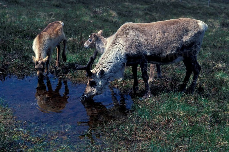 Reindeer