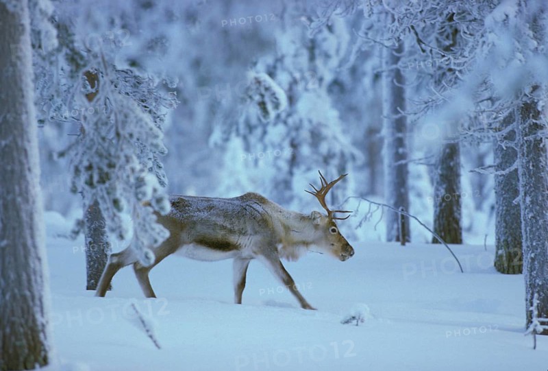 Reindeer