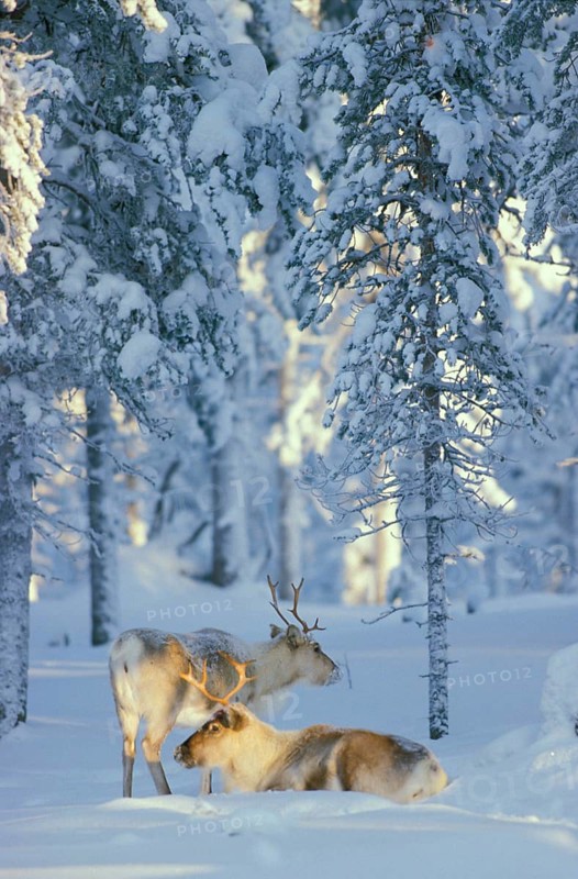 Reindeer