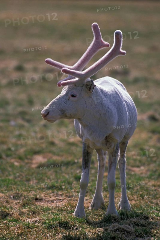 Reindeer