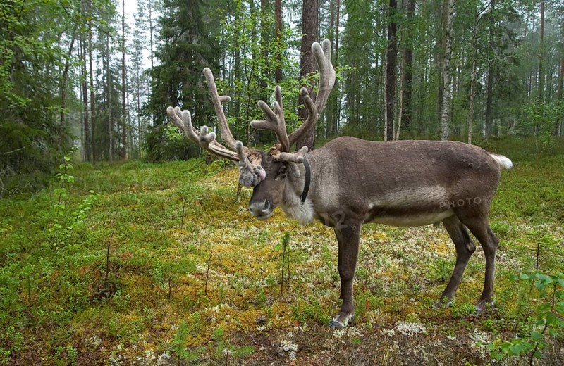 Reindeer