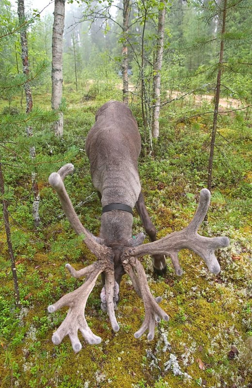 Reindeer