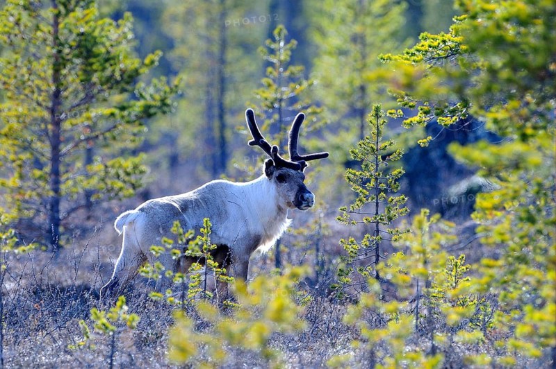 Reindeer