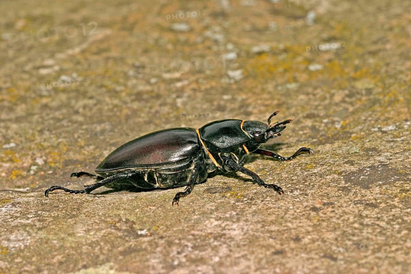Stag beetle