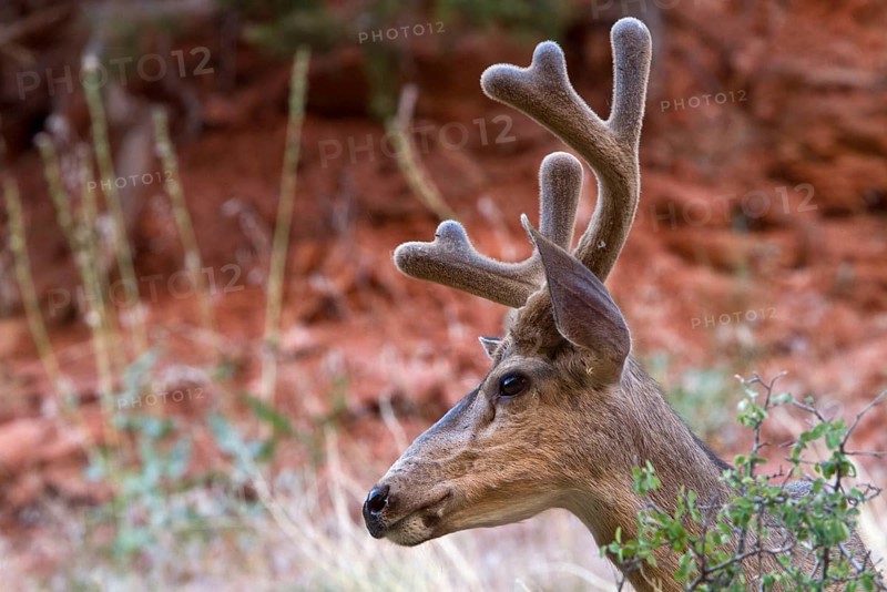 Mule deer