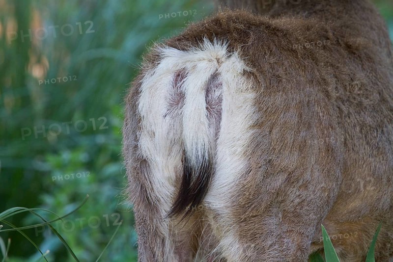 Mule deer