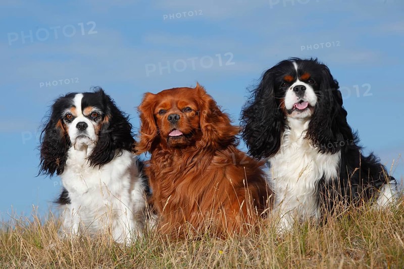 Cavalier King Charles Spaniel