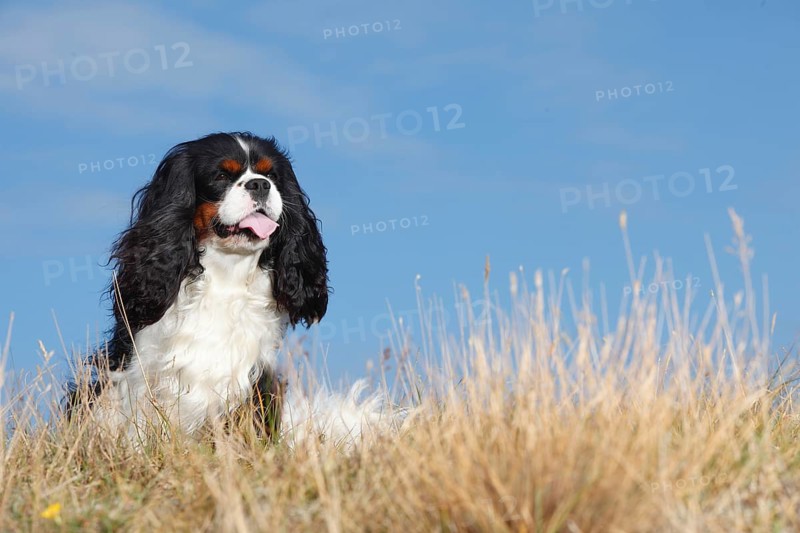 Cavalier King Charles Spaniel