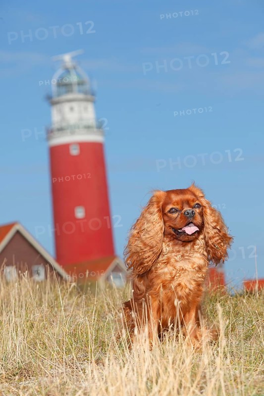 Cavalier King Charles Spaniel
