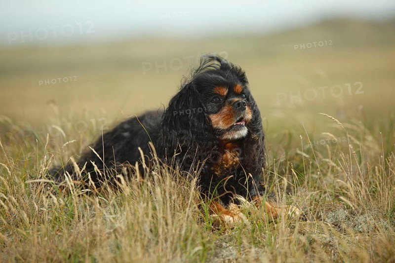 Cavalier King Charles Spaniel