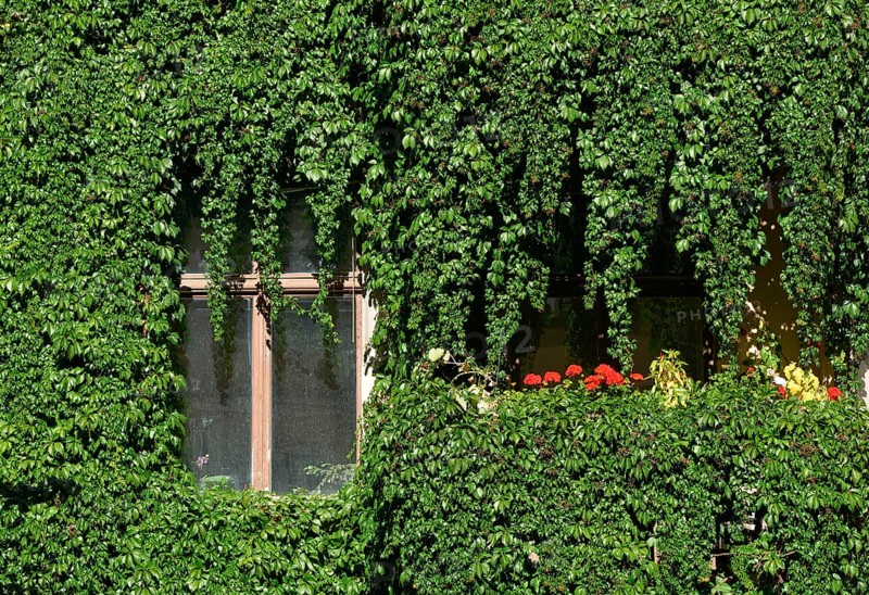 Facade greening