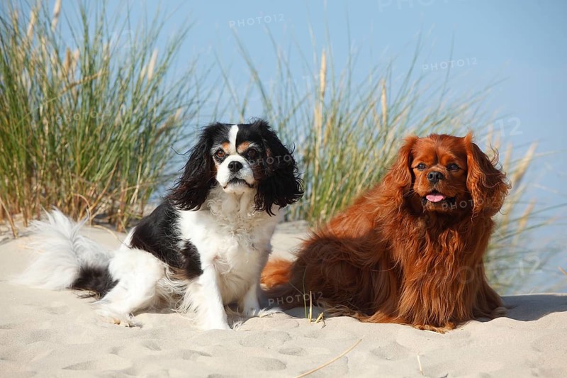 Cavalier King Charles Spaniel