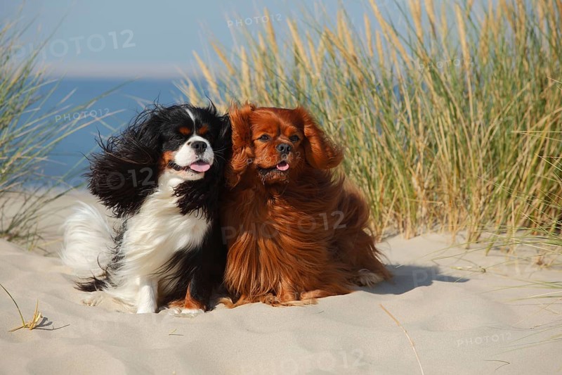 Cavalier King Charles Spaniel