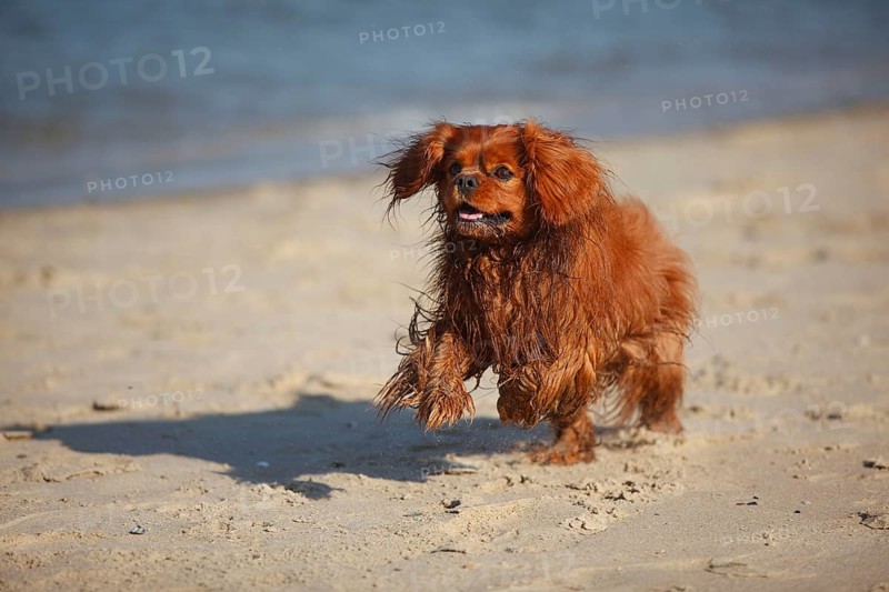 Cavalier King Charles Spaniel