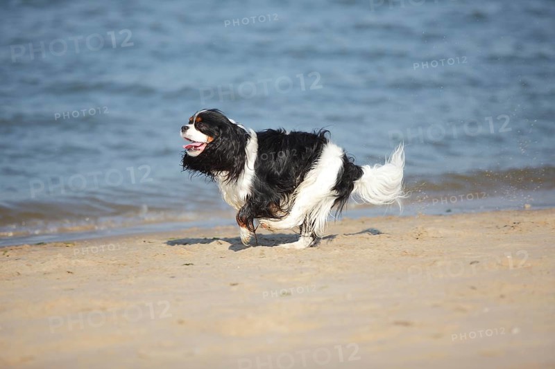 Cavalier King Charles Spaniel