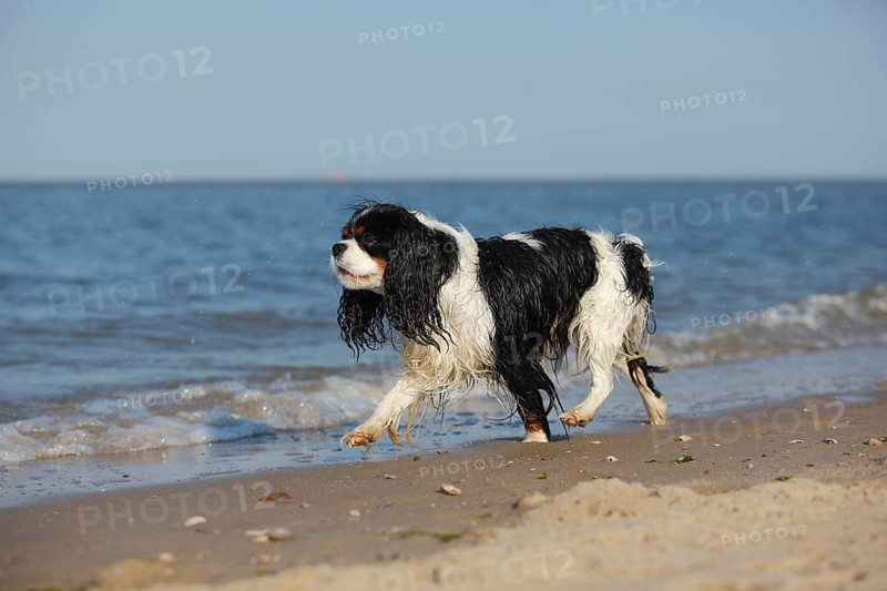 Cavalier King Charles Spaniel