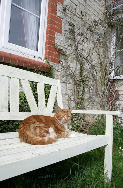 Domestic Cat