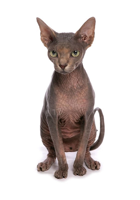 Naked cat