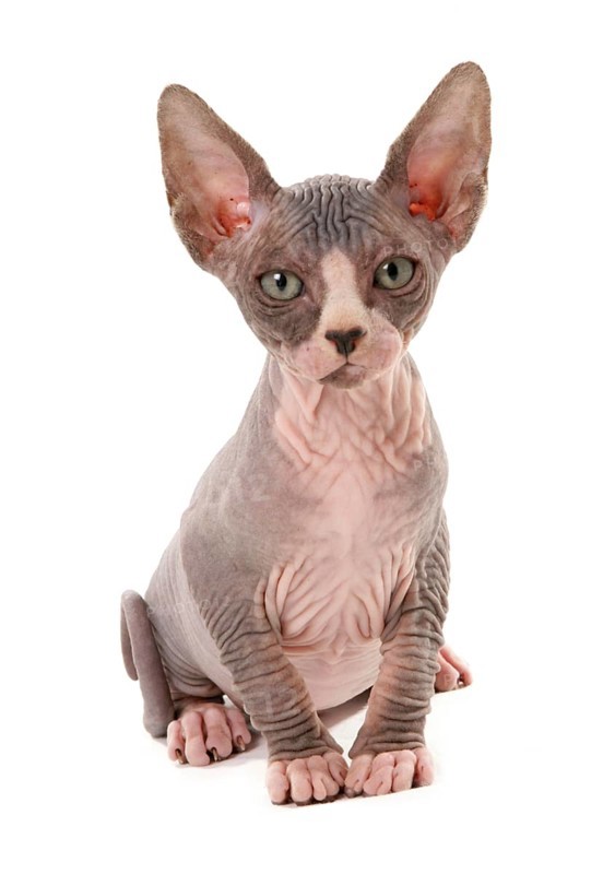 Naked Cat