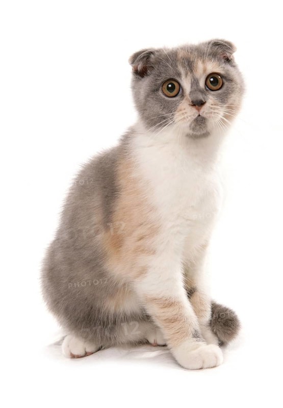 Domestic cat