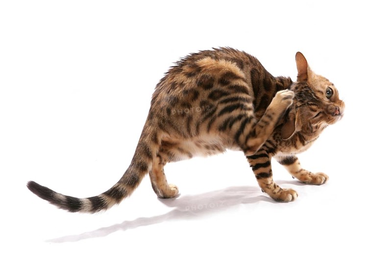 Domestic cat