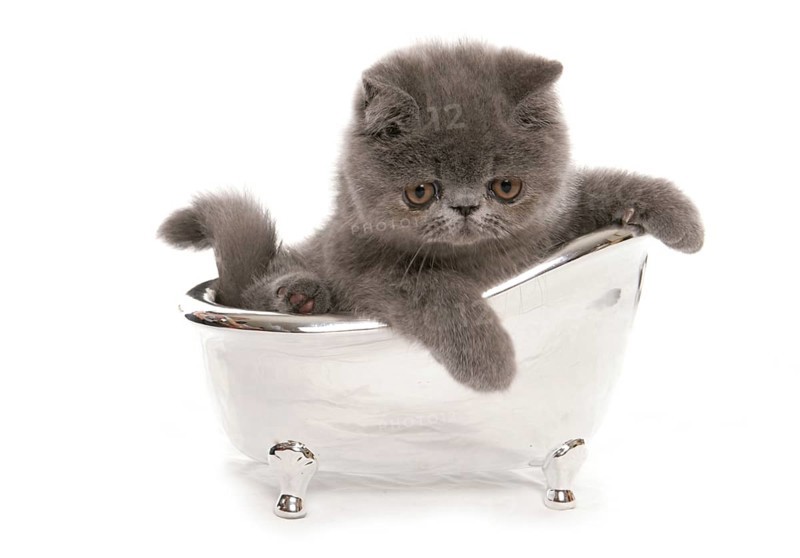 Exotic Shorthair