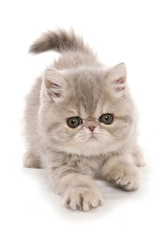 Exotic shorthair